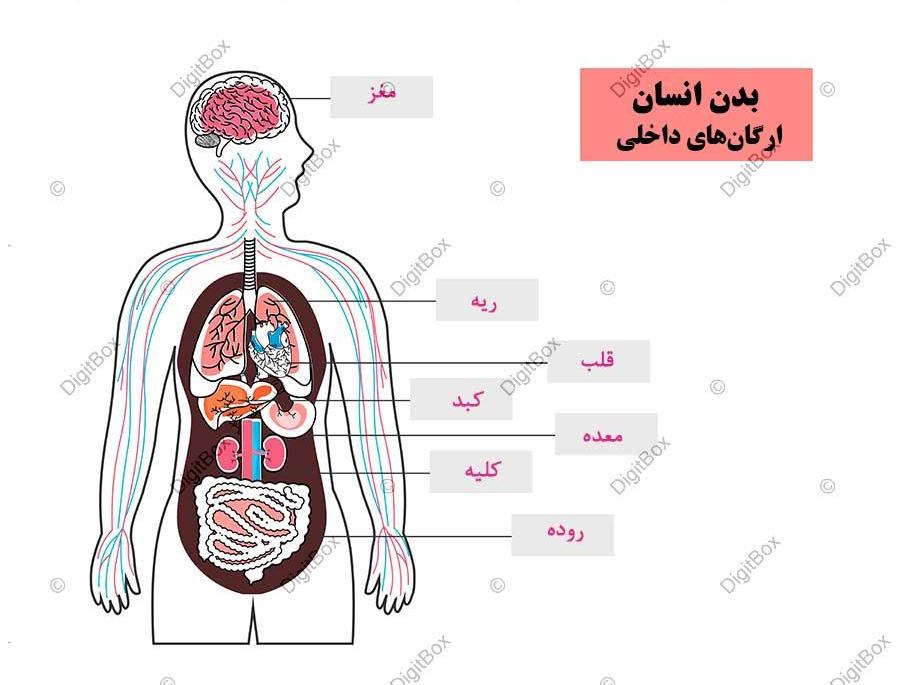 وکتور اعضای داخلی بدن دیجیت باکس DigitBox وکتور اعضای داخلی بدن دیجیت باکس DigitBox