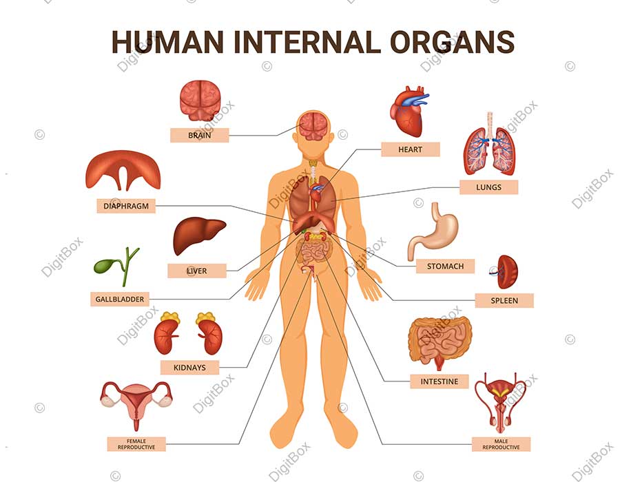 عکس اعضای بدن مرد با اسم